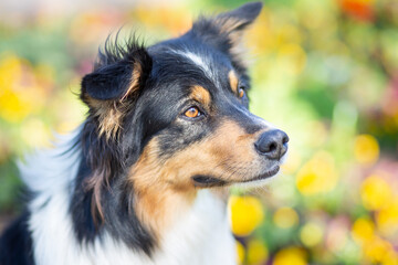 australian shepherd dog in flower field in spring