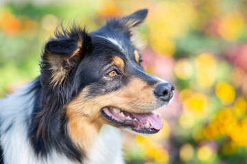 australian shepherd dog in flower field in spring