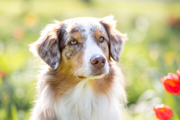 australian shepherd dog in flower field in spring