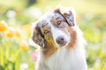 australian shepherd dog in flower field in spring