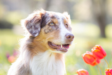 australian shepherd dog in flower field in spring