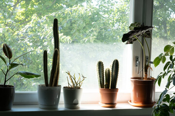 Home plants in pots on the windowsill. Home comfort created by plants. The interior of the window sill in the apartment.
