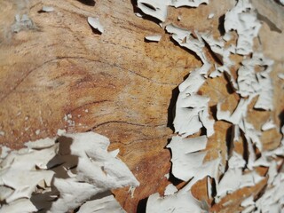 Vieja madera desgastada y dañada con pintura blanca, 