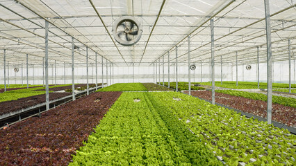 Rows of different types of organic lettuce and bio vegetables grown without pesticides in...