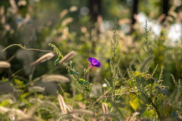 Close up of purple morning glory