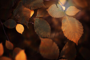 Beautiful Nature Autumn landscape. Scenery view on autumn city park with golden yellow foliage in Sunny day. Walking path in the city Park strewn with autumn fallen leaves.