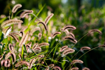 Sunlight green bristlegrass