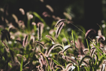 Sunlight green bristlegrass