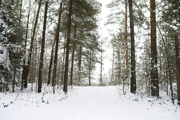 Winter snowy frosty landscape. The forest is covered with snow. Frost and fog in the park.