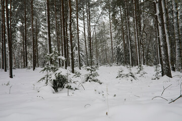 Winter snowy frosty landscape. The forest is covered with snow. Frost and fog in the park.