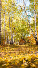 Autumn forest. A forest of yellow, green and red trees with a path in the middle