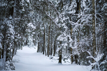 Fototapeta premium Winter snowy frosty landscape. The forest is covered with snow. Frost and fog in the park.