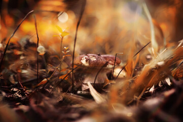 Mushroom caps amid a pile of brown leaves on the forest floor on a fall day in Germany.