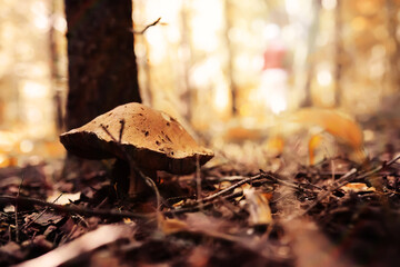 Mushroom caps amid a pile of brown leaves on the forest floor on a fall day in Germany.