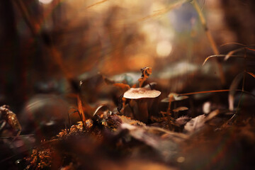 Mushroom caps amid a pile of brown leaves on the forest floor on a fall day in Germany.