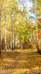 Obraz premium Autumn forest