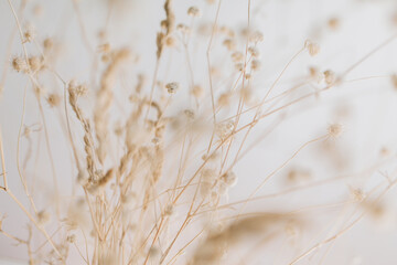  Creative abstract background with dried flowers. Creative space. Selective focus.