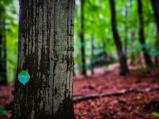 Fototapeta premium tree in the forest