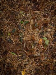 close up of leafs and pines