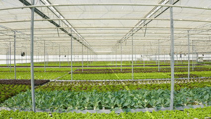 Obraz premium Healthy food and and bio vegetables being grown organically in hydroponic enviroment with ventilation system. Rows of different types of organic lettuce grown without pesticides in greenhouse.