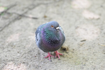 Pigeon