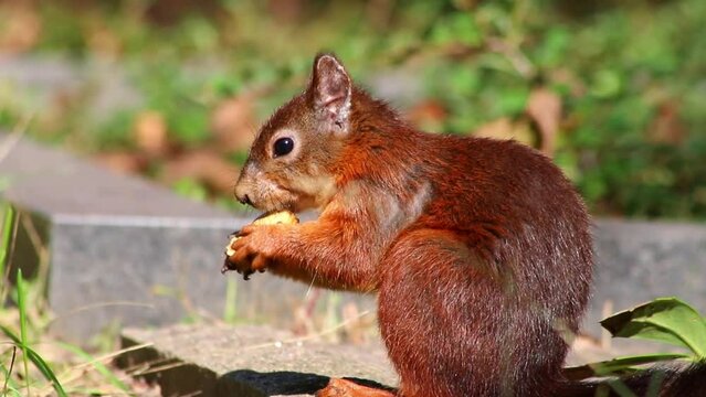 Cure eurasian red squirrel eating peanuts sitting with bushy tail and red fur in autumn sunshine foraging for hard winter is hungry for nuts and searching for food to bury to survive cold winter time