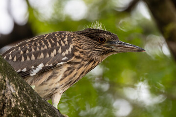 Nature wildlife image of Nankeen night heron (Nycticorax caledonicus) is a heron that belongs to the genus Nycticorax and the family Ardeidae. Perched on the tree.