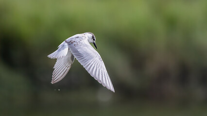 Whiskered tern bird in flight full speed with nature background