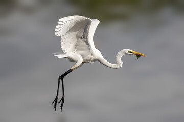 Nature wildlife image of cattle egret on catching fish on a lake