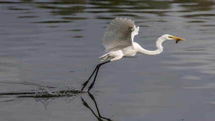 Nature wildlife image of cattle egret on catching fish on a lake