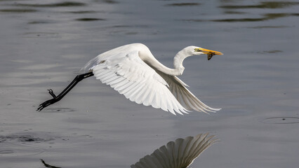 Nature wildlife image of cattle egret on catching fish on a lake