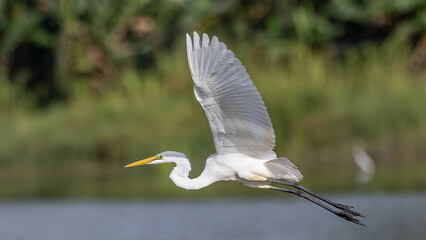 Nature wildlife image of cattle egret on flying