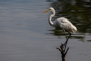 Nature wildlife image of cattle egret perching on tree branches