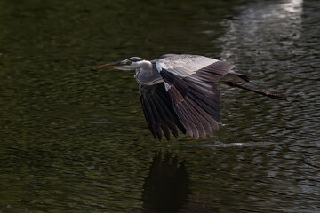 Nature wildlife image of grey heron bird in flight
