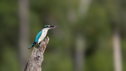 Nature wildlife Collared Kingfisher perching on dead tree branch