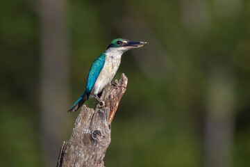Nature wildlife Collared Kingfisher perching on dead tree branch
