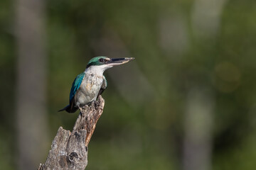Nature wildlife Collared Kingfisher perching on dead tree branch