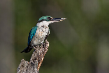 Nature wildlife Collared Kingfisher perching on dead tree branch