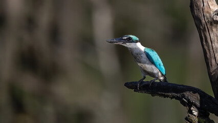 Nature wildlife Collared Kingfisher perching on dead tree branch