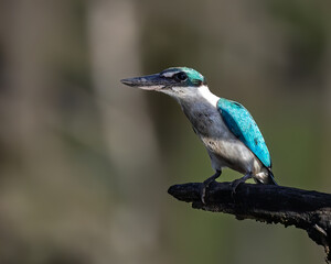 Nature wildlife Collared Kingfisher perching on dead tree branch