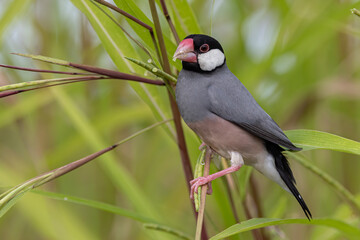 Nature Wildlife image of beautiful bird Java sparrow (Lonchura oryzivora)