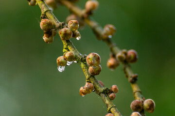 Dew drops falling from fig fruits on a winter morning at Pilibhit tiger reserve, Uttar Pradesh, India