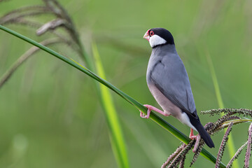 Nature Wildlife image of beautiful bird Java sparrow (Lonchura oryzivora)