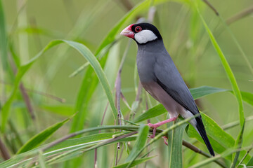 Nature Wildlife image of beautiful bird Java sparrow (Lonchura oryzivora)