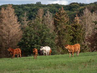 Fototapeta premium cows grazing in the meadow