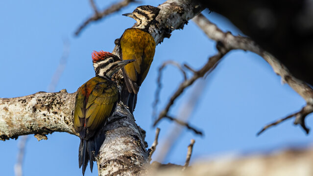 Nature wildlife of Common flameback woodpecker drilling bark tree finding food like insect in nature