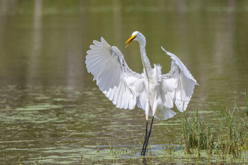 Nature wildlife image of cattle egret Landing on a Pond
