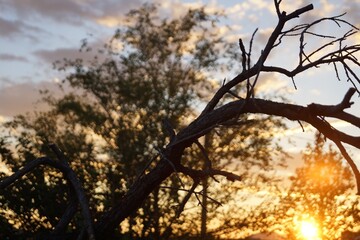 tree in sunset