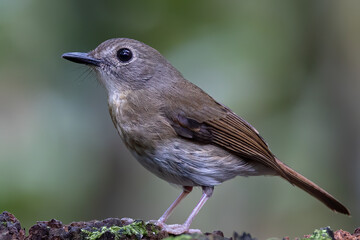 Fulvous-chested Jungle-Flycatcher (Rhinomyias olivacea) Borneo Island.