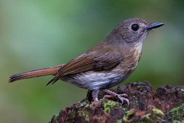Fulvous-chested Jungle-Flycatcher (Rhinomyias olivacea) Borneo Island.